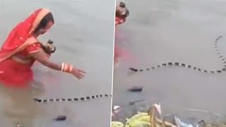 Women Makes way for snake while performing chhath Puja ritual amp her calm Reaction [upl. by Ellivro790]