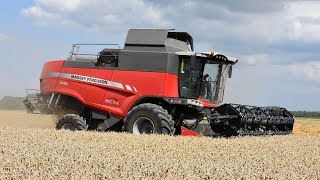 Massey Ferguson Beta 7370  tarwe dorsen [upl. by Fuchs]