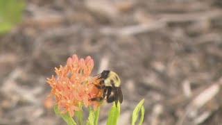 How the State Highway Administration is celebrating Pollinator Week [upl. by Sumer]