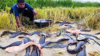 Video Fishing a lots of fishes at field after farmer harvesting rice by hand Unique Fishing [upl. by Quigley948]