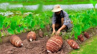 One tuber per meal Harvest radishes taro to cook traditional dishes  Dianxi Xiaoge inspires me [upl. by Mosra]