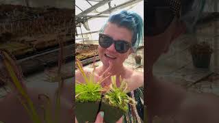 Easy to grow carnivorous plants Drosera capensis [upl. by Alleahcim13]