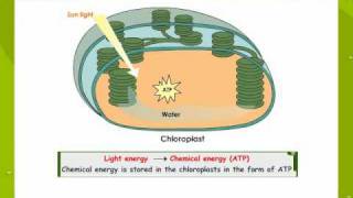 Photosynthesis [upl. by Audsley]