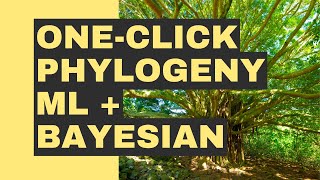 icbi383 oneclick phylogeny for ML and Bayesian Trees [upl. by Etteloiv]