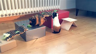 An Obstacle Course for Guinea Pigs How to keep life interesting for Guinea Pigs [upl. by Odnam]