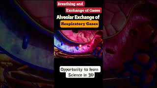 Breathing and exchange of gases 11th biology neet Cbse ncert [upl. by Aleusnoc]