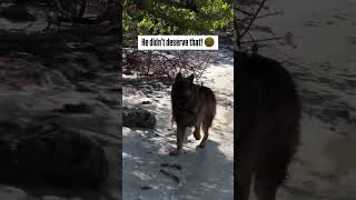 German shepherd 🤣 agressive puppy dogfight [upl. by Eriha518]