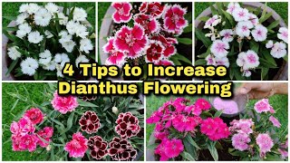 Dianthus Flowering Tips  Care and Propagation  ഡയാന്തസ് ചെടി ഒത്തിരി പൂവിടാൻ 4 ടിപ്  vid  138 [upl. by Remark]