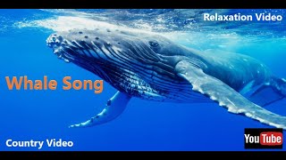 Whales Singing The Most Relaxing Sound In The World whales [upl. by Llig]