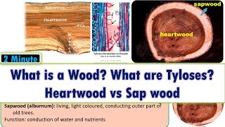 What is a Wood What are Tyloses Difference between Heart wood and Sap wood [upl. by Yraeg893]