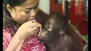 Spot 4 Orangutan destroys living room [upl. by Beller681]