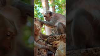 Ep417 The Ultimate Monkey Compilation to Make Your Day Instantly Better [upl. by Eigram]