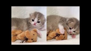 A Cute Cats and Kitten Funny compilation 2018 [upl. by Nosnar560]