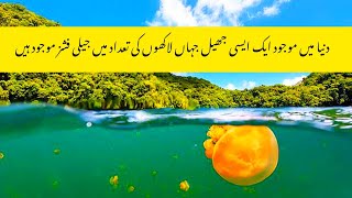 PALAU Jellyfish Lake Amazing Planet 4K 2024  Ajeeb O Gareeb Jheel [upl. by Ragse]