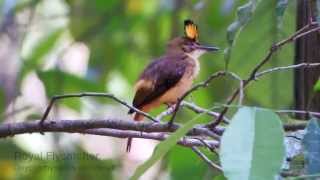 Royal Flycatcher [upl. by Sofia]