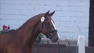 2014 Hengst von Stakkato Gold  Charming Boy  zugelassen zur Körung Neustadt  Dosse 2016 [upl. by Seline77]