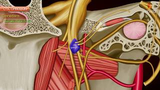 Otic ganglion  Gross anatomy  Roots and Branches  Animated anatomy [upl. by Fogel290]