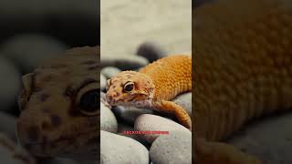 Gecko species in world geckoreptilesleopardgeckotokaygeckocrestedgeckoamazingwildlife [upl. by Dougald]