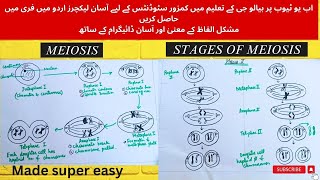 Phases of MeiosisMade super easy Meiosiscell division complete detail in urdu9th classMDCAT [upl. by Aneehsyt716]