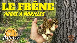 Pour trouver des morilles les frênes et des indices  Saison des morilles [upl. by Alwyn]