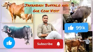 First Full Video on Animal Treatment ✌🏻 Support For Like and Subscribe 🙏🏻 animals 🐃 veterinary 🐄 [upl. by Siuqramed]