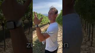 Wer hilft bei der Weinlese Ein echtes Familienteam 💪🍇 [upl. by Eityak572]