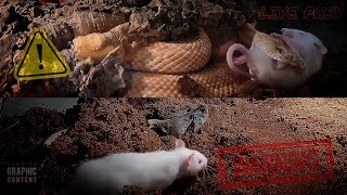 LIVE FEEDING SHOWDOWN Gaboon Viper vs Rattlesnake  WARNING VIEWER DISCRETION ADVISED [upl. by Houston]