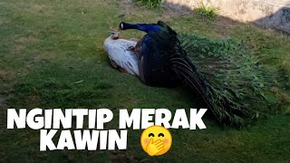 Merak Kawin [upl. by Arat]