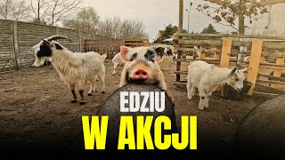 🐖 EDZIU PODRYWA ŚWINKI 🐖 a ja walczę z sianem 👨‍🌾 MOJE MINI ZOO  odc 371 [upl. by Coretta102]