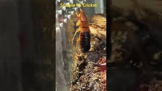 scorpio cricket scorpione grillo Vs feeding [upl. by Sucrad]