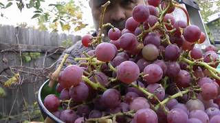 Catawba Grapes [upl. by Ardie]