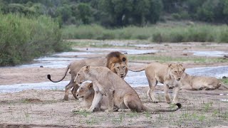 LIONS day at the BEACH 🏖 [upl. by Aenet]