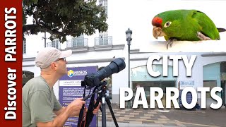 City Parrots in San Jose Costa Rica  Discover PARROTS [upl. by Averell]