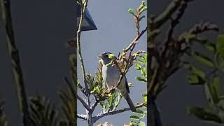 WhiteCrowned Sparrow calls from tree in Cresent City CA [upl. by Phalan]