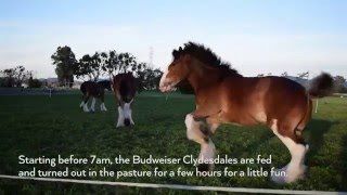 Life on the Road for the Budweiser Clydesdales [upl. by Ailina]