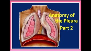 ANATOMY OF THE PLEURA PT 2 [upl. by Ansilma]