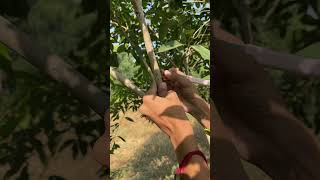 How to Air layering Plant trending shorts grafting [upl. by Edrei930]