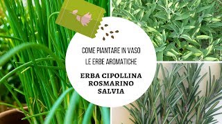 5 Come piantare le erbe aromatiche in vaso sul balcone erba cipollina rosmarino e salvia [upl. by Alyson]