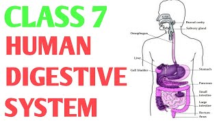 Digestive System  Organs of Digestive System amp their Functions  Explained in Detail and Simple way [upl. by Andrei]