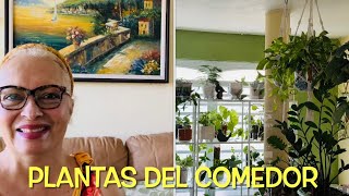 ¡TOUR DE PLANTAS EN EL COMEDOR Y ABAJO DE CASA…ACOMPAÑENME Parte 2 🌱🌿🙋🏼‍♀️💚 S4E235 [upl. by Janifer635]