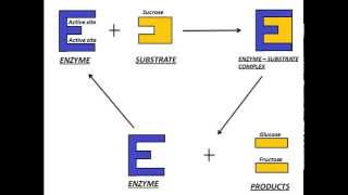 Mechanism of Enzyme Action [upl. by Gerik]