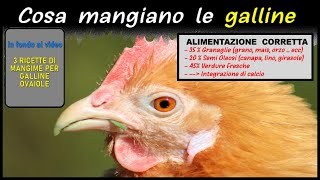 COSA MANGIANO LE GALLINE ecco lalimentazione corretta [upl. by Primavera]