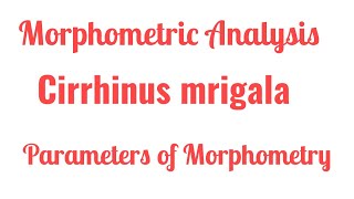 Fish Morphometric Analysis I Morphometry of Cirrhinus mrigala [upl. by Aretahs]