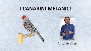 I Canarini Melanici [upl. by Rosemarie]