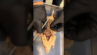 Rat dissection Digestive system and reproductive system [upl. by Nyleda619]