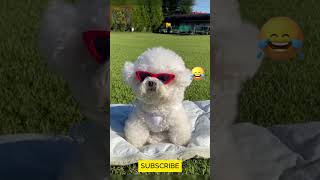 Funny Dogs Videos 🐶🐱 Part 2  Fuzzy Cute Dog [upl. by Bred]