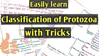 Tricks to remember complete classification of protozoa for BSc 1st year students Hindi [upl. by Remle]