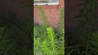 Horseweed Growing in my garden Plants Gardeningnmtrue [upl. by Kcirrad]