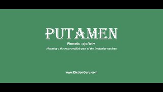 putamen Pronounce putamen with Meaning Phonetic Synonyms and Sentence Examples [upl. by Othilie]