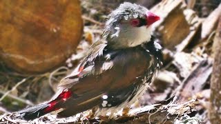 Diamond Firetail  Exotic Birds [upl. by Enelaj]